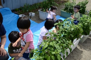 順番に収穫