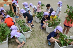 年長の枝豆収穫