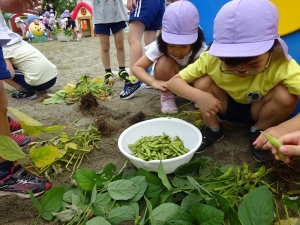 豆もぎをしました