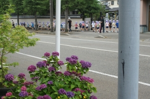 アジサイも見送ります