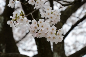 お花見