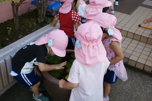 バイバイ、メダカさん