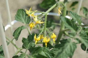 ミニトマトは花をつけています