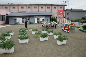 これから枝豆を収穫します