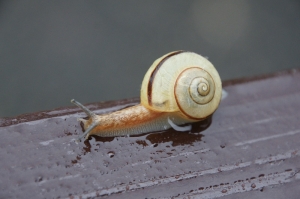 きくぐみにはカタツムリが・・・