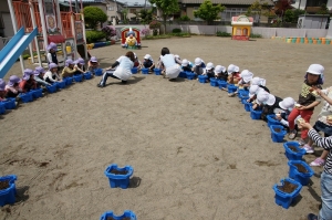 ３粒種をまきます