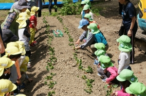 植え方を教えてもらいました