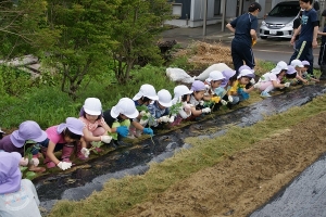 こうやって植えるんだ