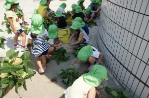 「豆もぎ」開始