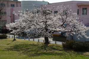 公園の桜