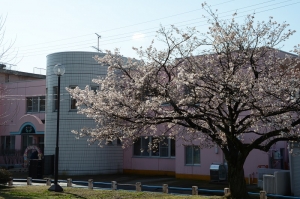 新入園児を迎える桜