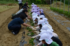 上手に植えます