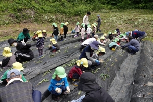 苗植え