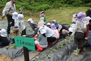 熱心に植えて