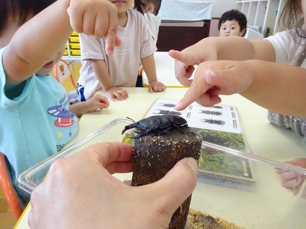 ６月１４日（金）ぼたん組オオクワガタの観察
