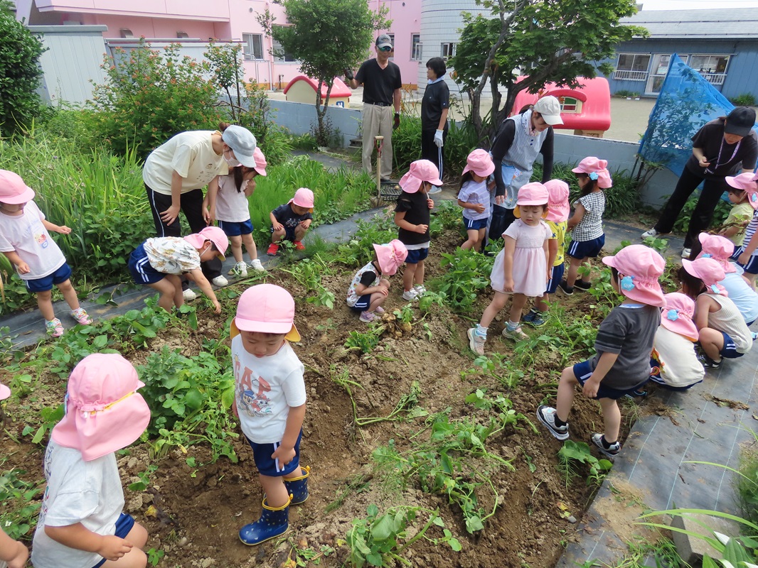 6月30日（月） さくら組 ジャガイモ掘り