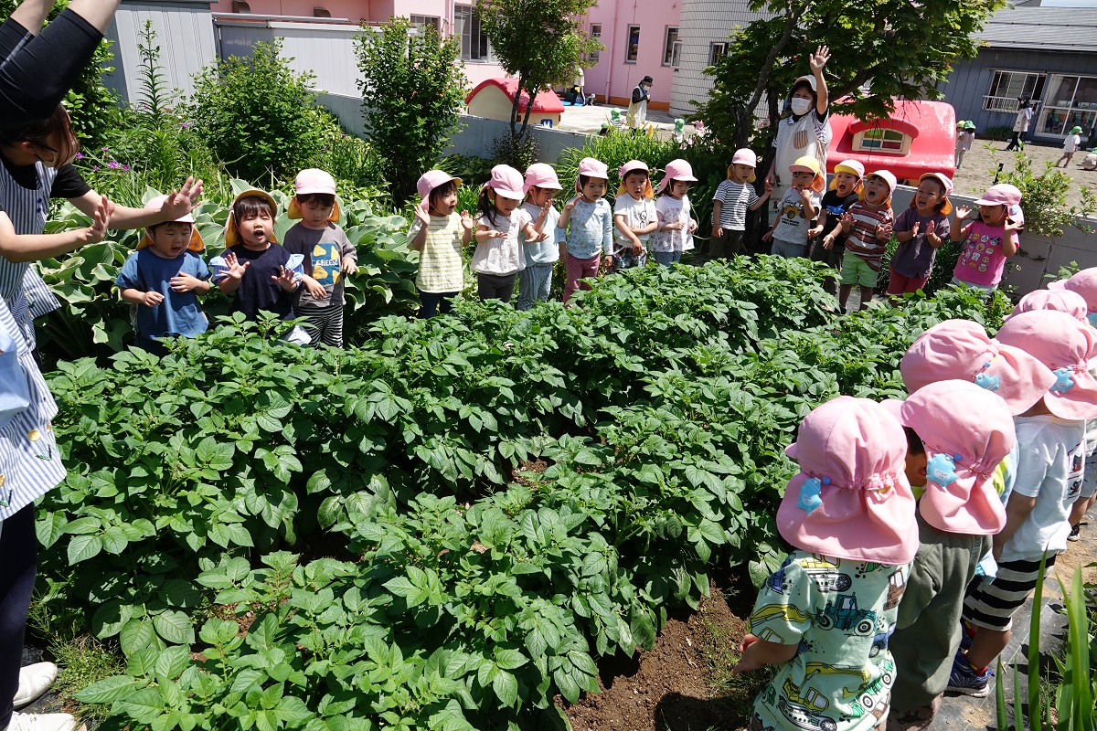 5月31日（水）さくらぐみのイモ観察