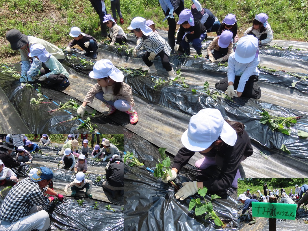 苗植えに挑戦！