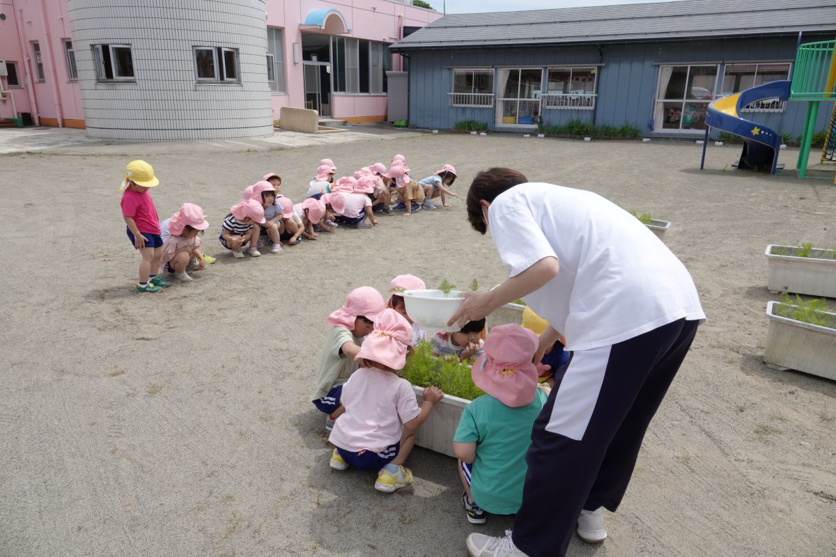 6月20日（火）さくらぐみのニンジン間引き