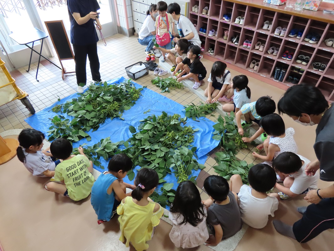 ７月２９日（月） 年長組 枝豆の収穫
