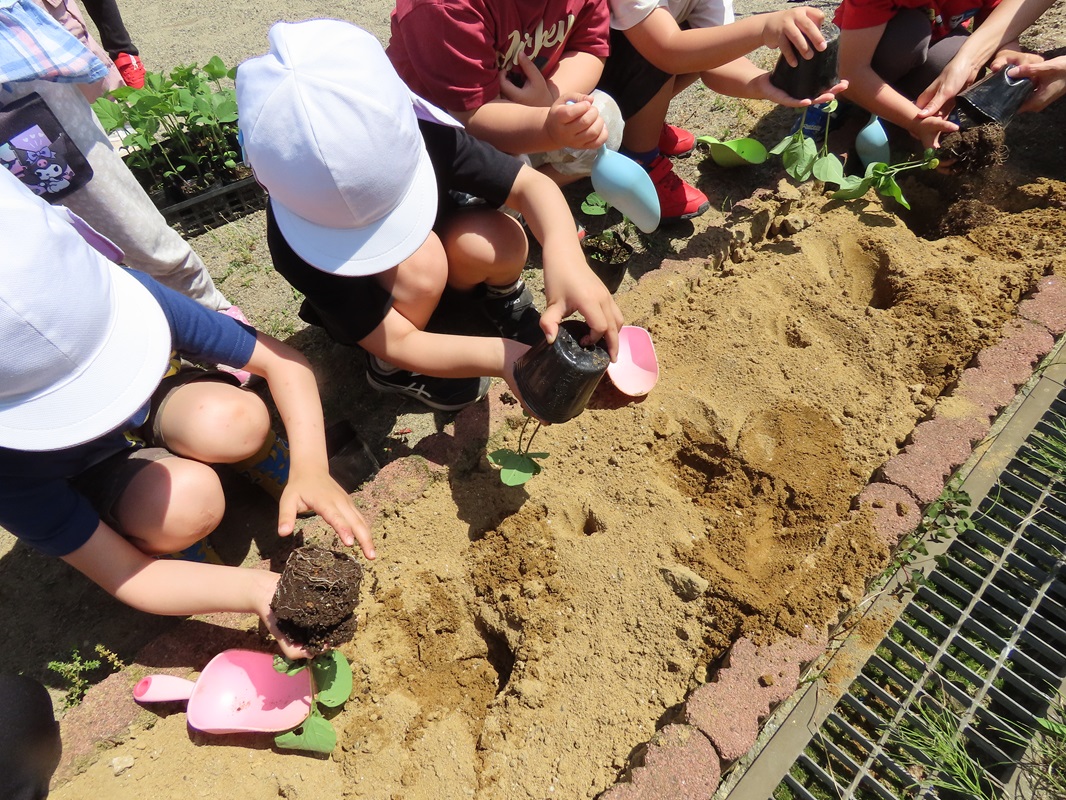 ポットから苗を取り出して