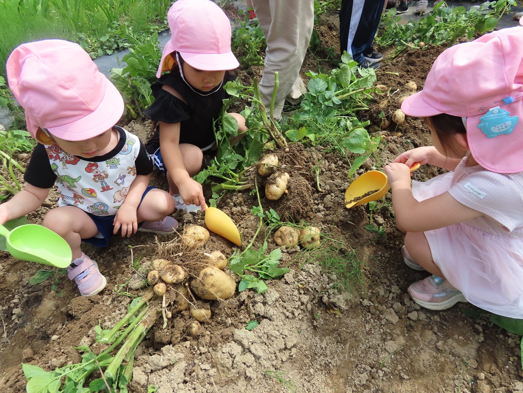 美味しそうなジャガイモ発見！