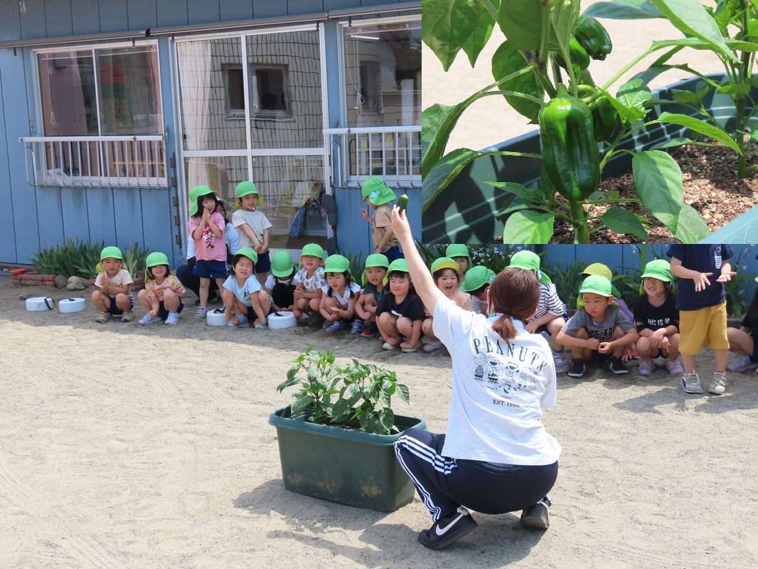6月12日（木） 年中組 ピーマンの収穫