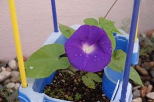 7月4日（火）年長のアサガオ開花