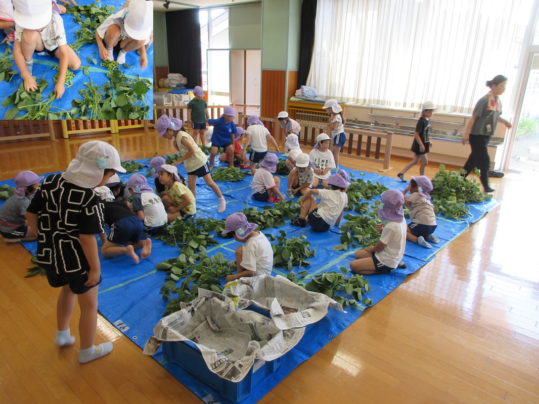 みんな夢中で収穫しています