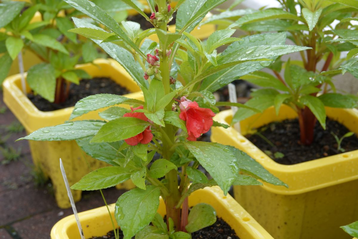 7月10日（月）年中のホウセンカ開花