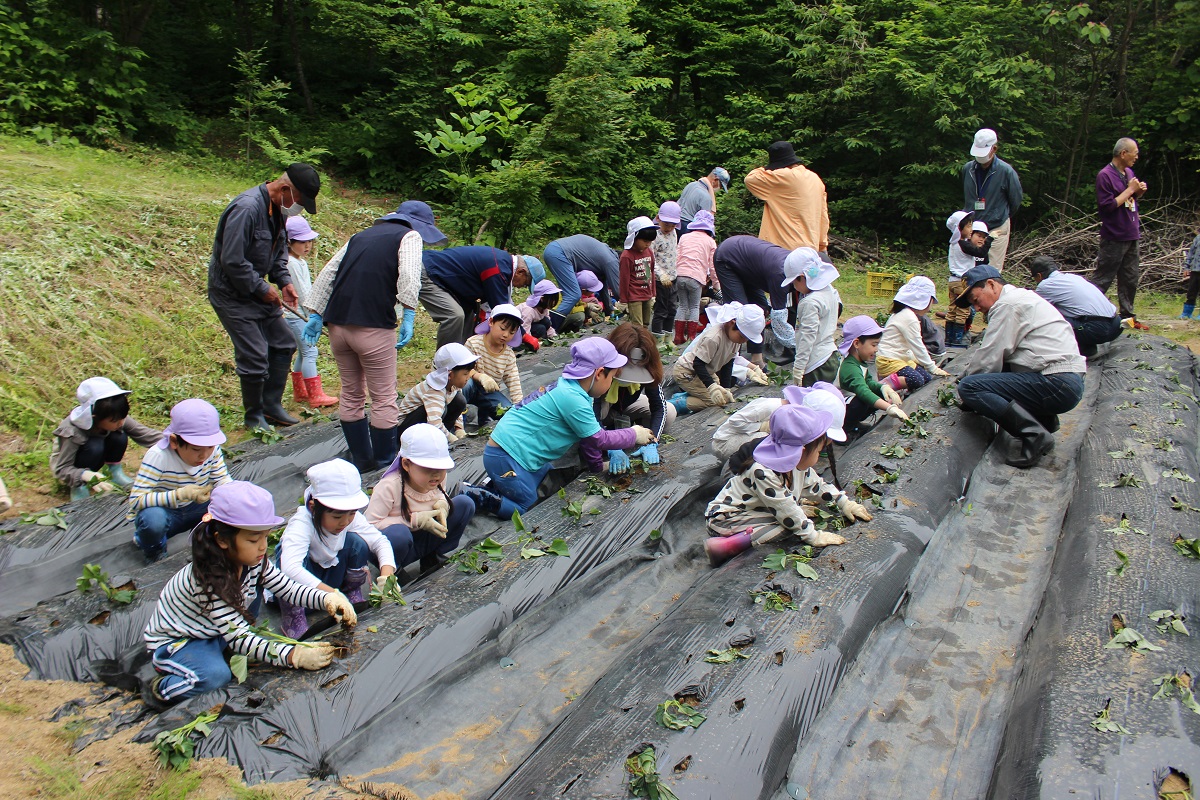 5月26日（金）年長のサツマイモ植え