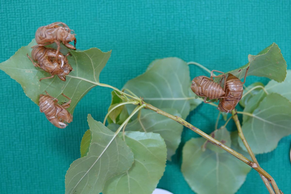 8月22日（火）アブラゼミの抜け殻