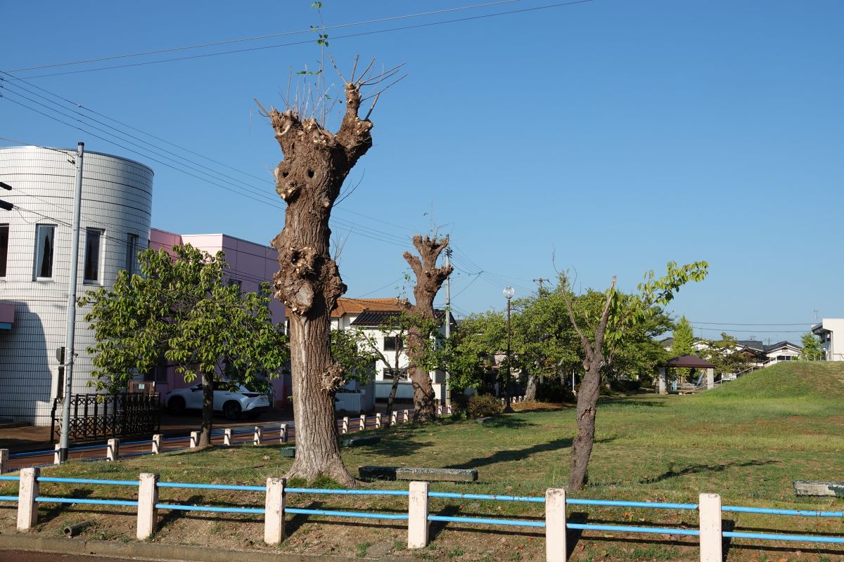 8月29日（火）公園のプラタナス