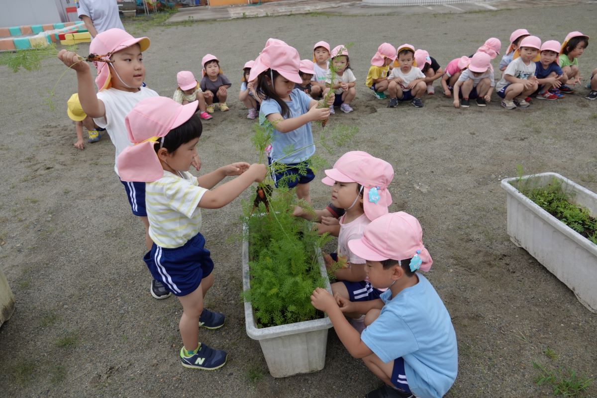 7月11日（火）さくらぐみのニンジン収穫