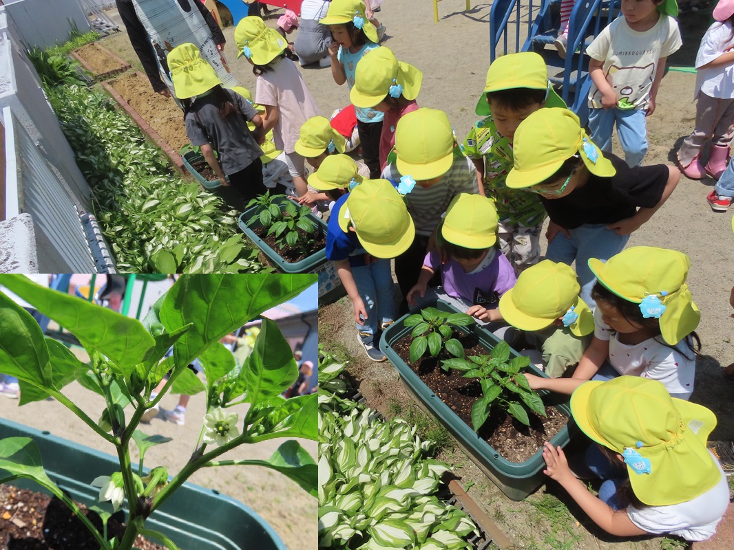 5月28日（水） 年中組のピーマン