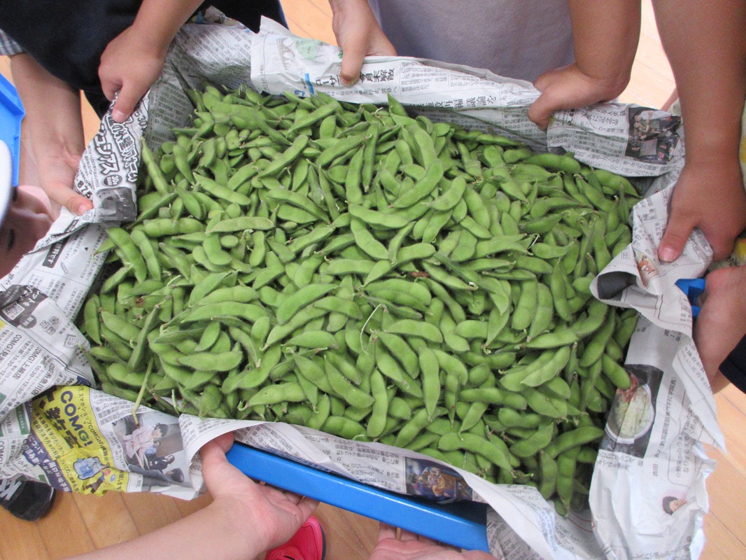 こんなにたくさん収穫できました