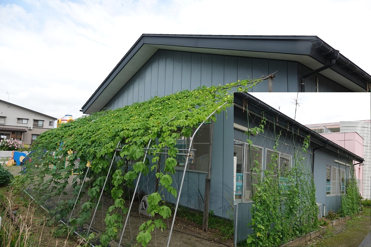 7月30日グリーンカーテン