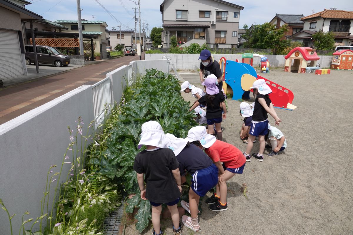 6月20日（火）年長のズッキーニ収穫