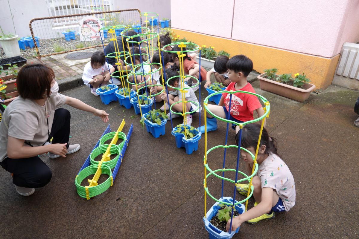 6月22日（水）年長アサガオ支柱立て