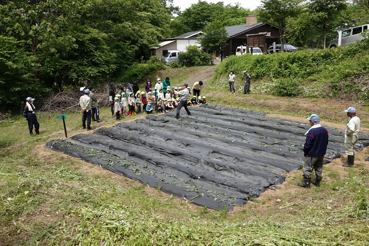 5月25日（木）年中のサツマイモ植え