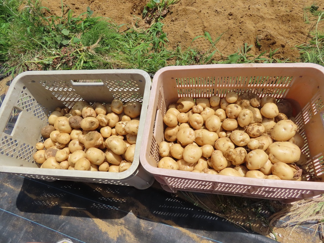 たくさん獲れました！