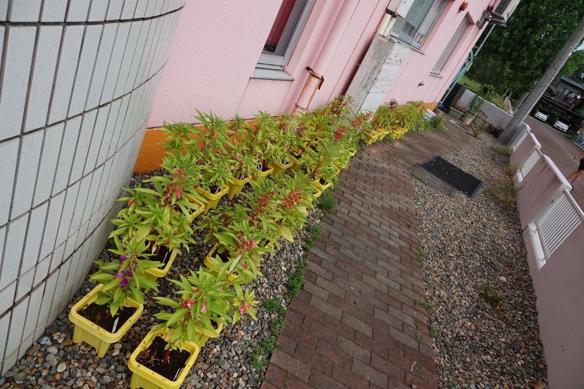 8月1日（火）年中のホウセンカ