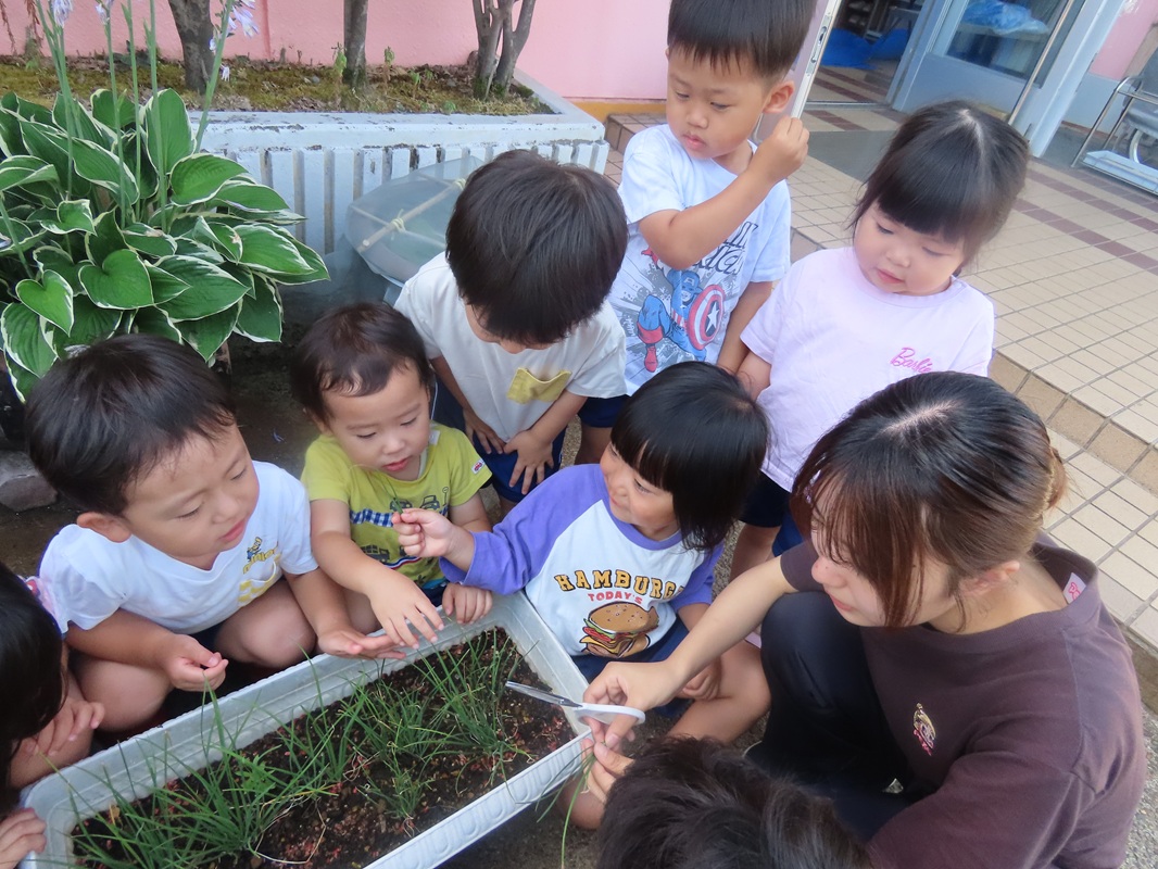 たくさん収穫できました！