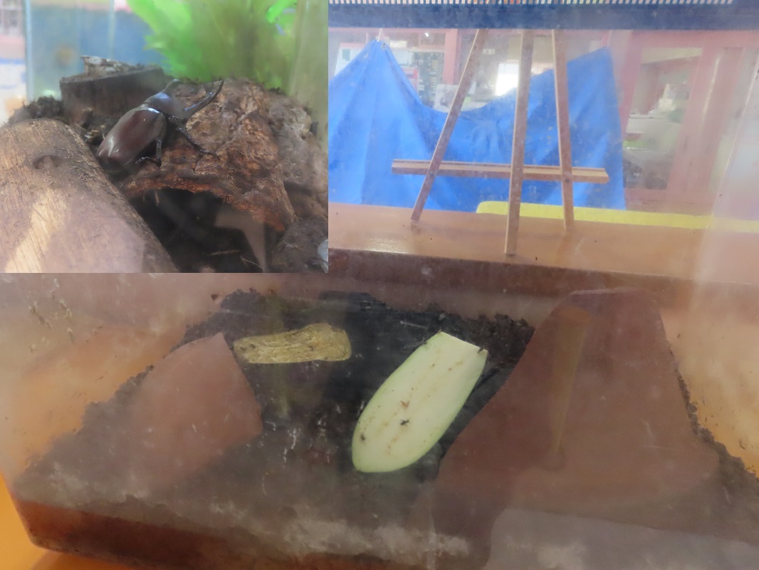 7月10日（木） カブトムシと鈴虫