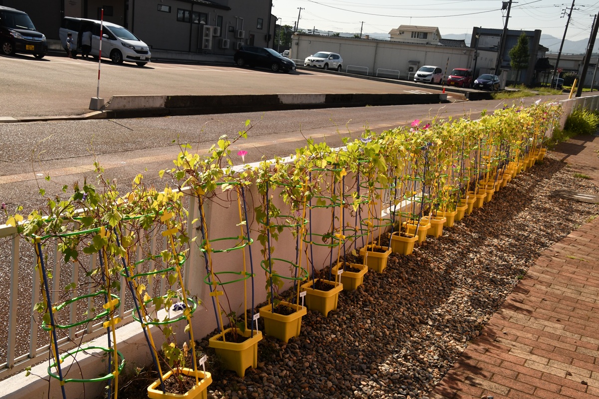 ９月２日（火）年長のアサガオ
