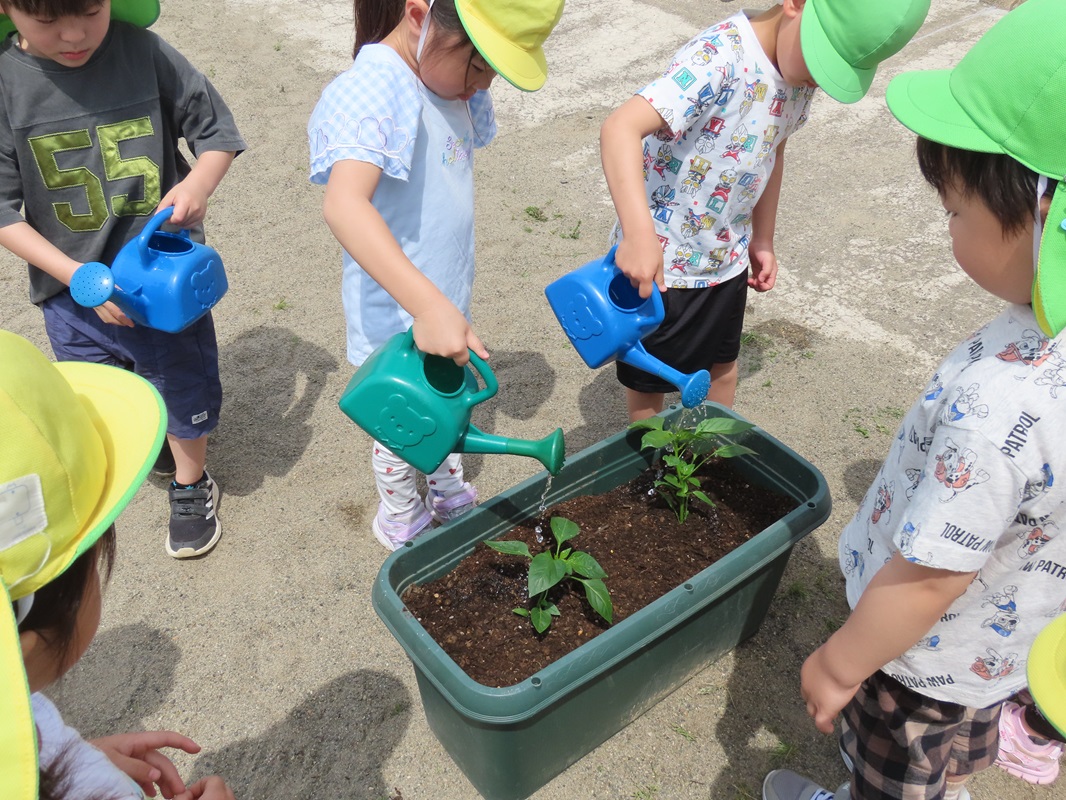水やりも忘れずに