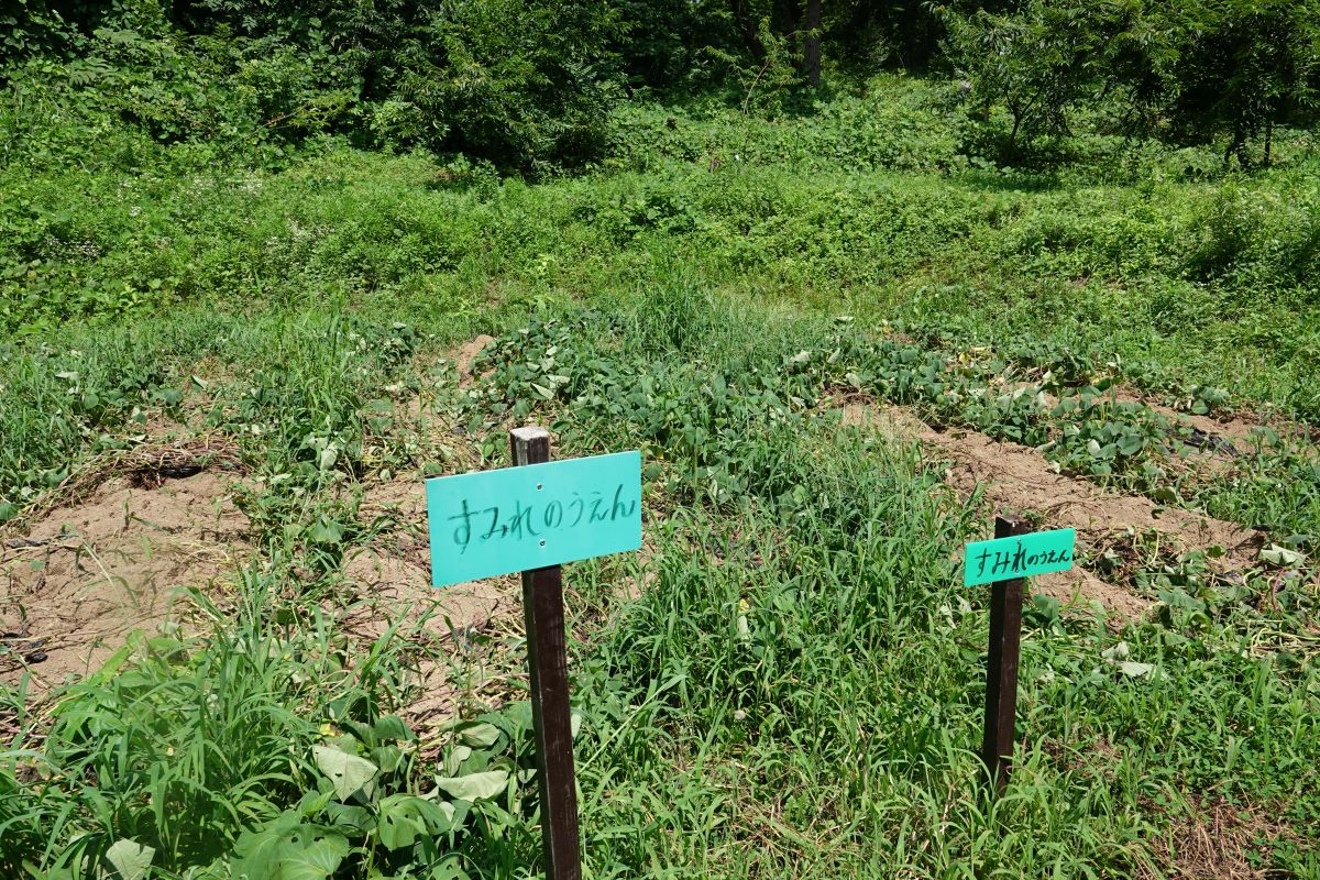 7月30日（火）サツマイモが被害に