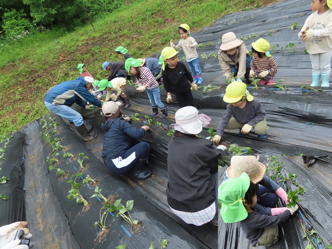 上手に植えられるかな？