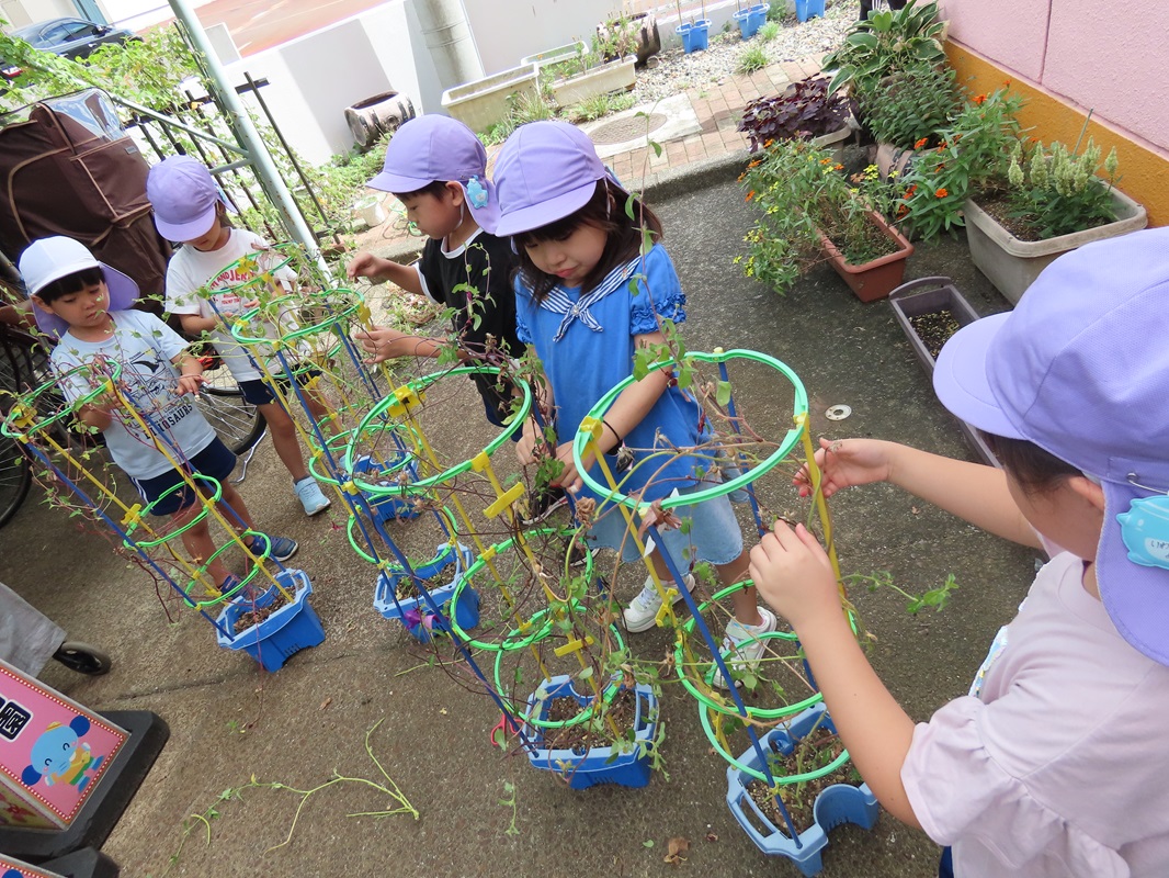 ９月１７日（火）年長組朝顔栽培終了