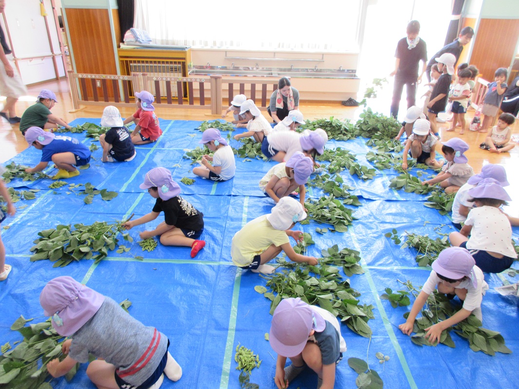 7月25日（金） 年長組 えだまめの収穫